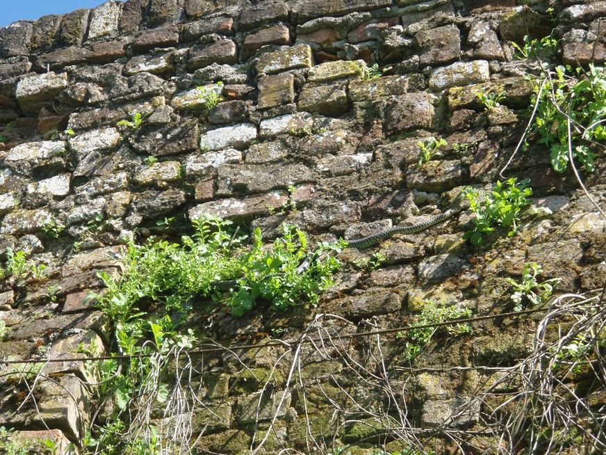 Alcune foto di biacchi in natura